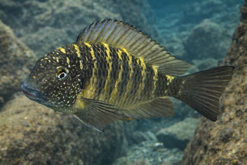 Tropheus sp. 'limespot' (Murago Moba)